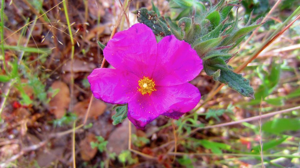 Zistrose