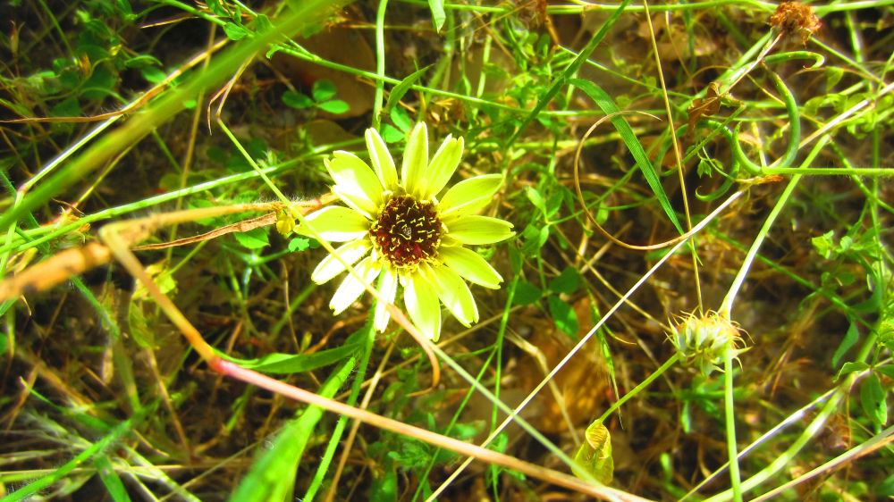 Blume gelb