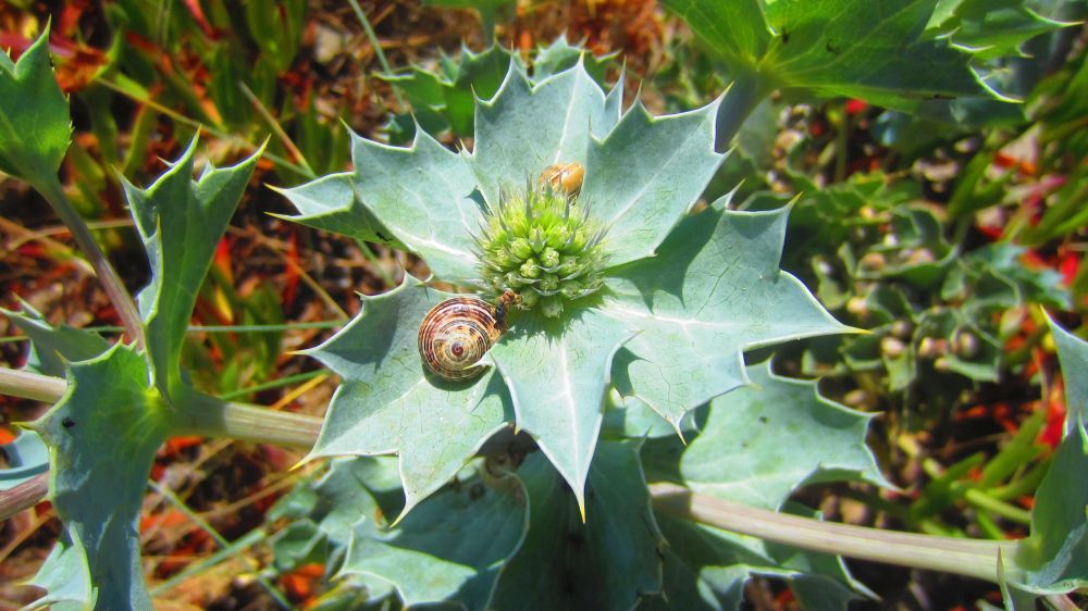 Stranddistel