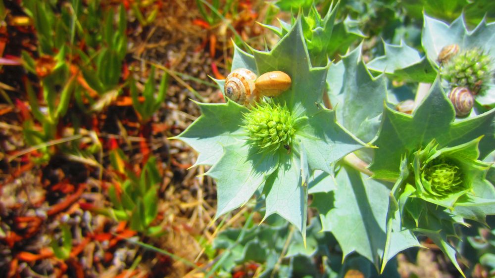 Stranddistel