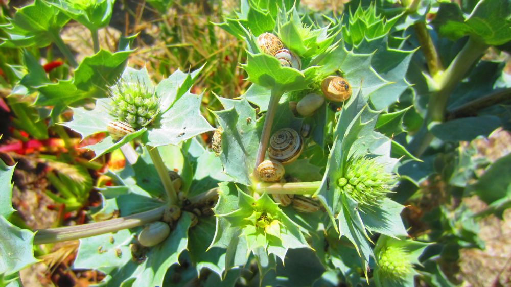 Stranddistel