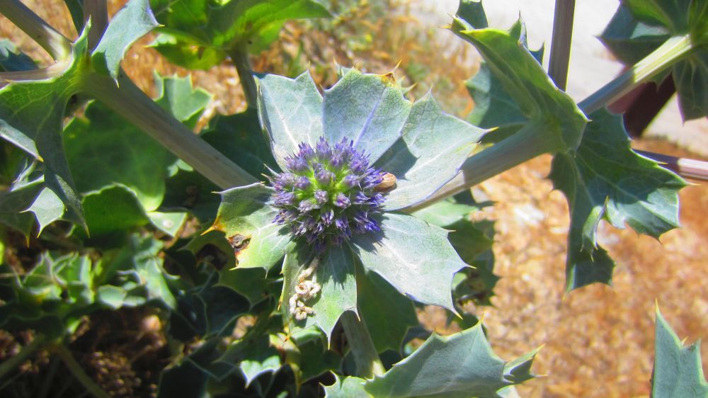 Stranddistel