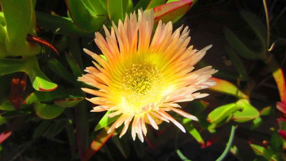 Mittagsblume