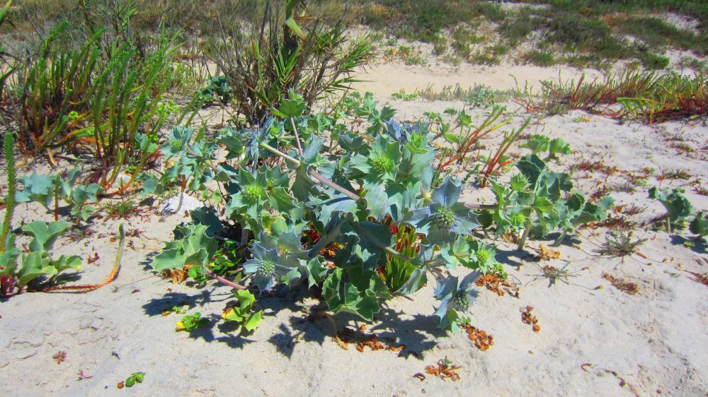 Stranddistel