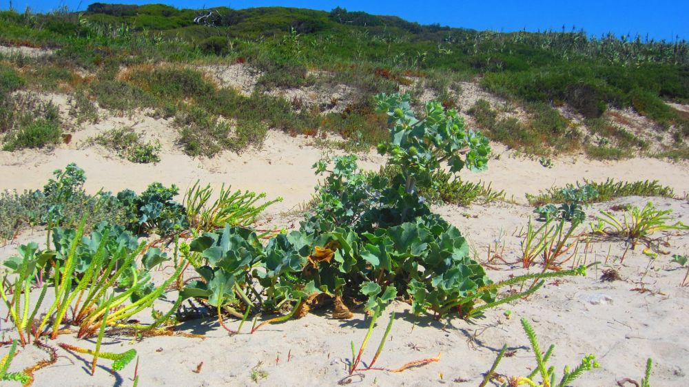 Stranddistel