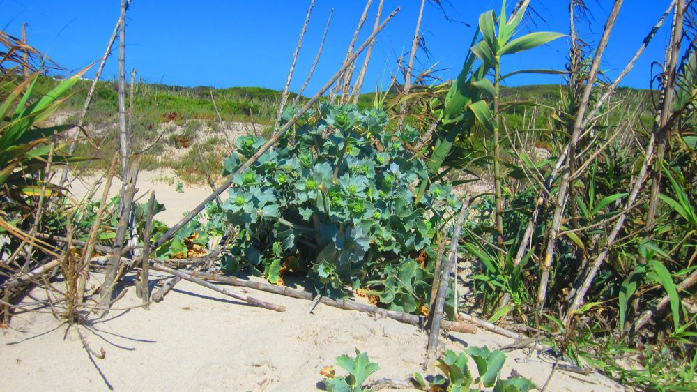 Stranddistel