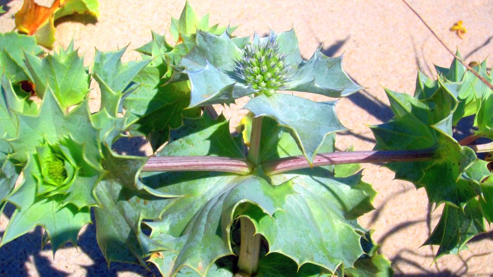 Stranddistel