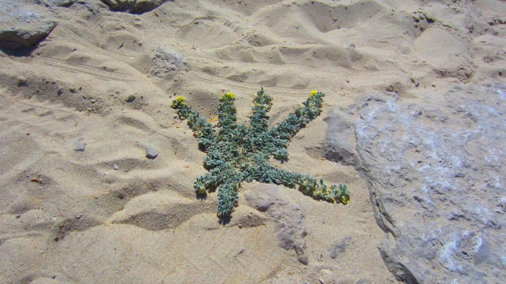 Strandschneckenklee