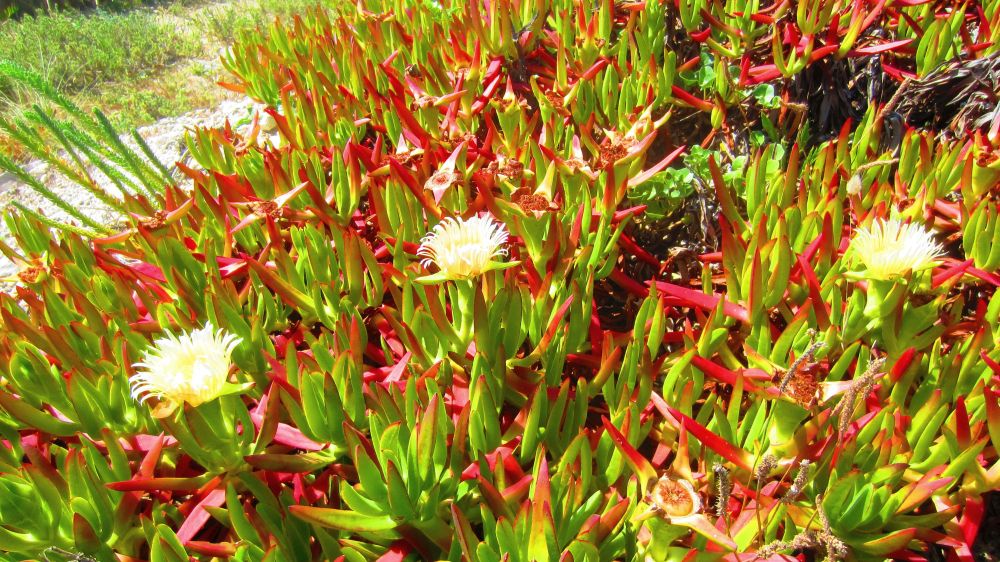 Mittagsblume