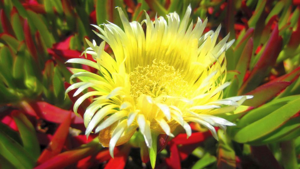 Mittagsblume