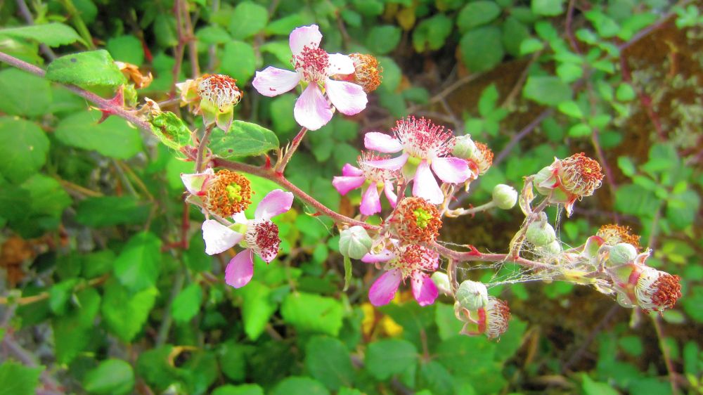 Brombeeren