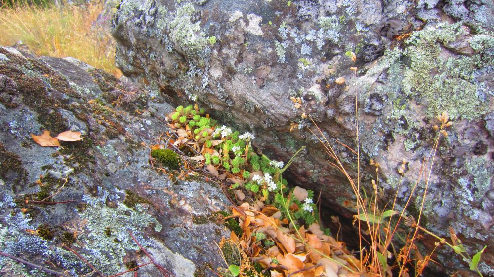 Sukkulenten