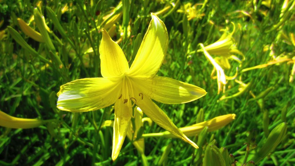 Lilien