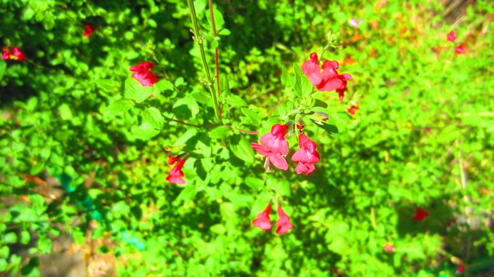 roter Salbei