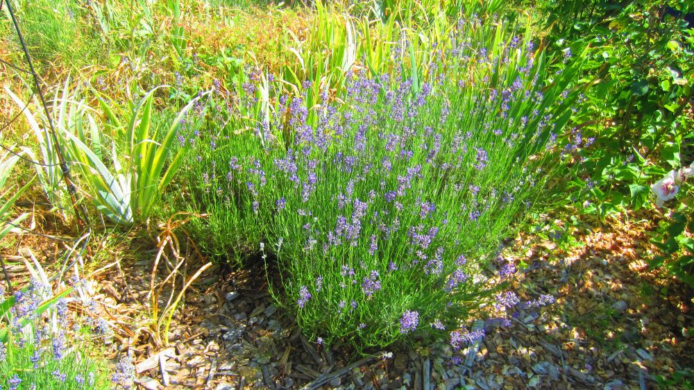 Lavendel
