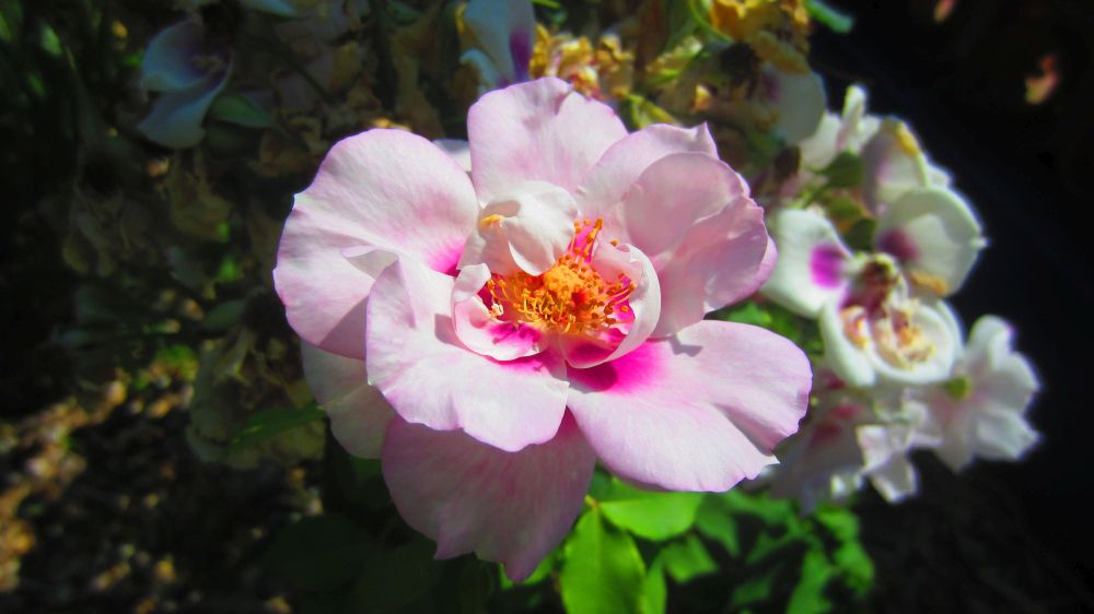 Rose pink