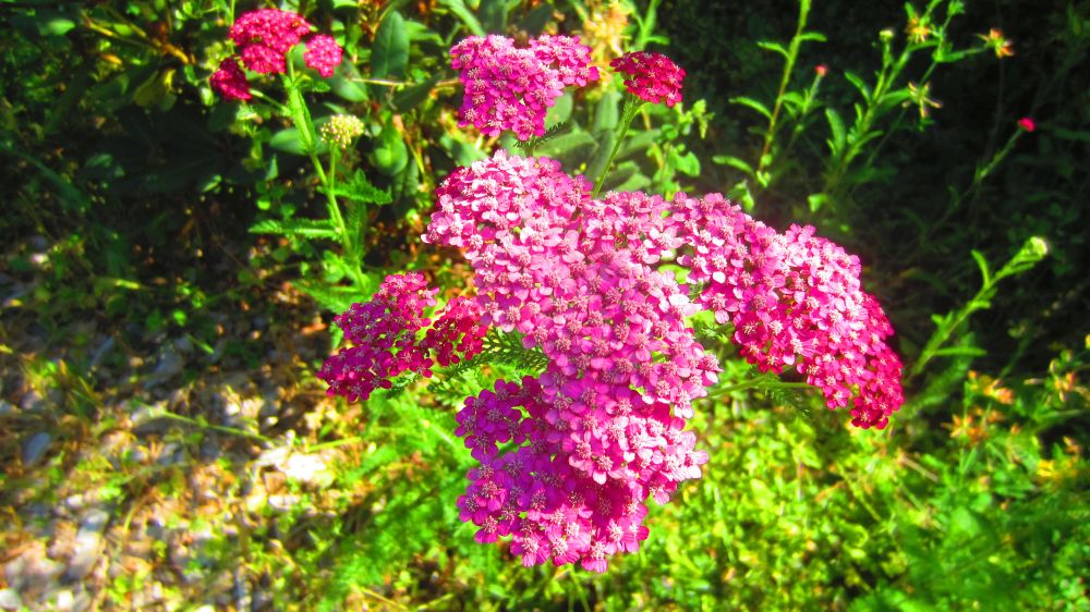 Schafgarbe, pink