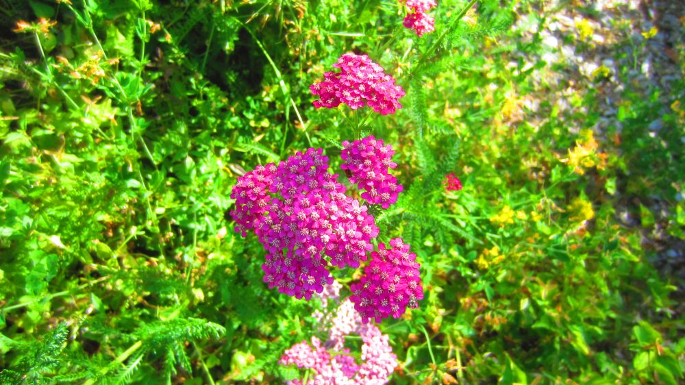 Schafgarbe pink