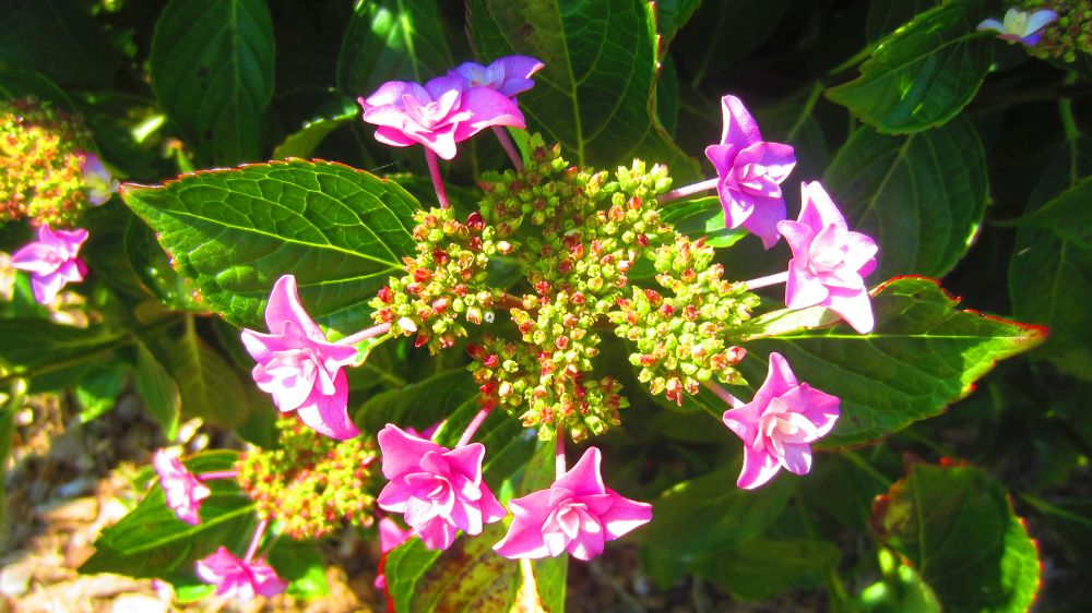 Hortensie pink