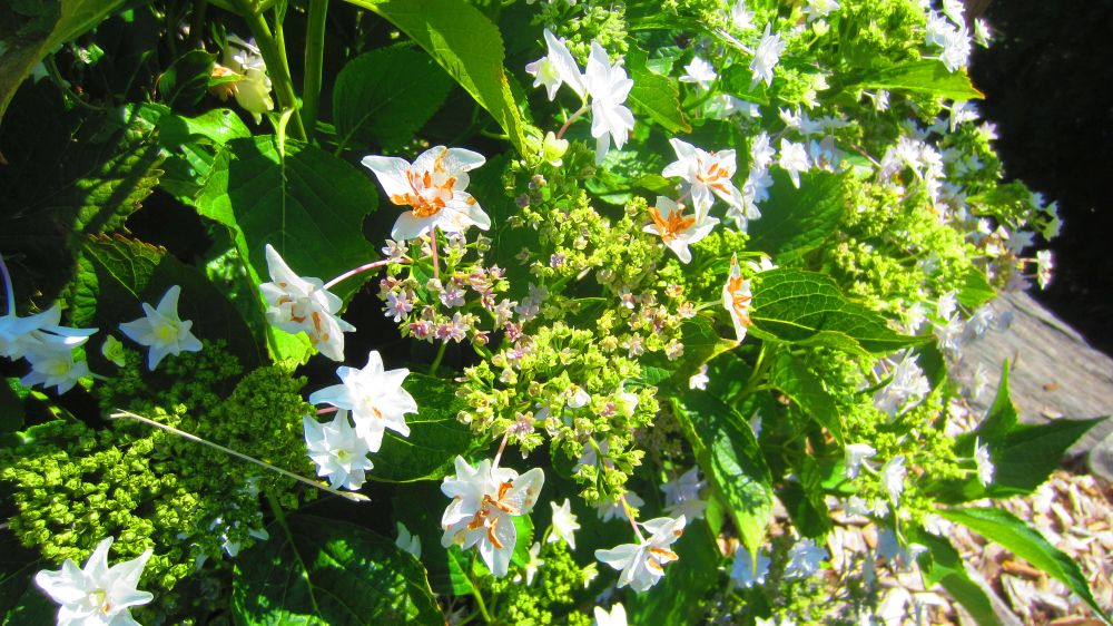 Hortensie wei