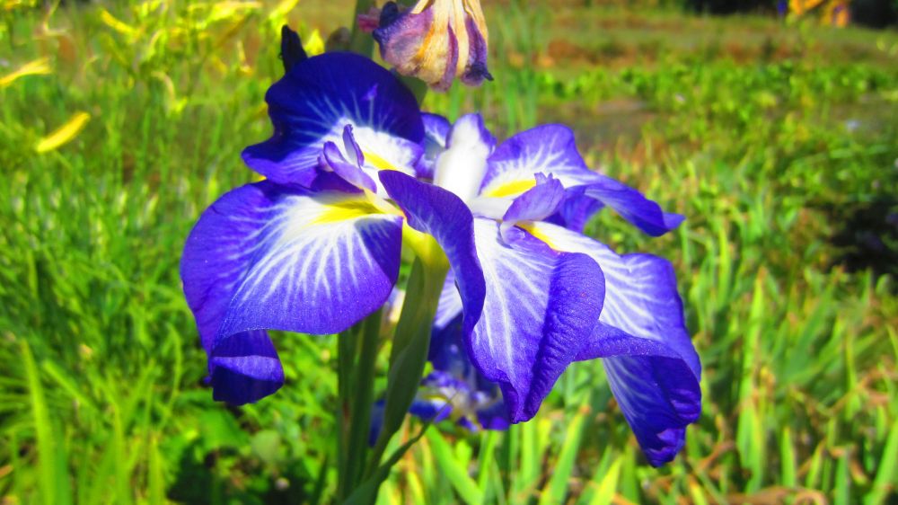 Iris-Lilie