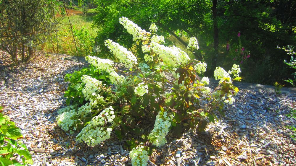 Hortensie