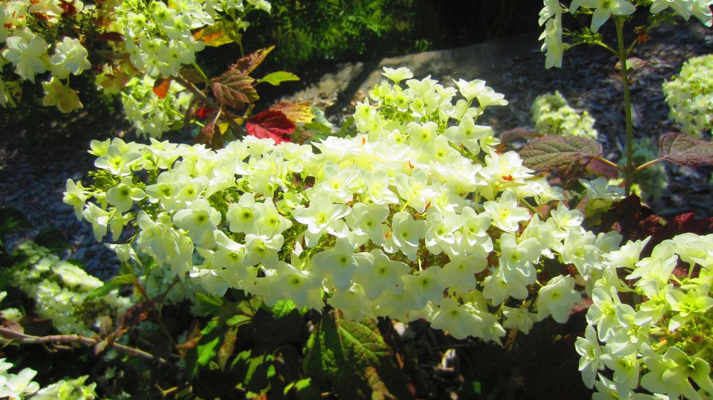 Hortensie