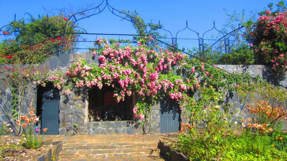 Rosenranken