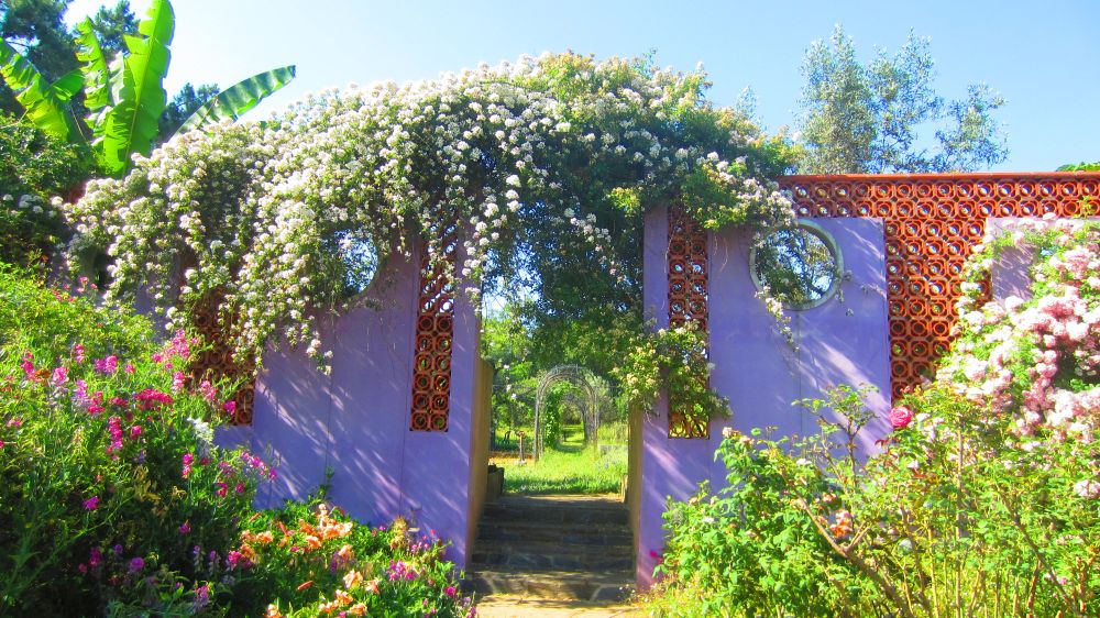 Rosenranken