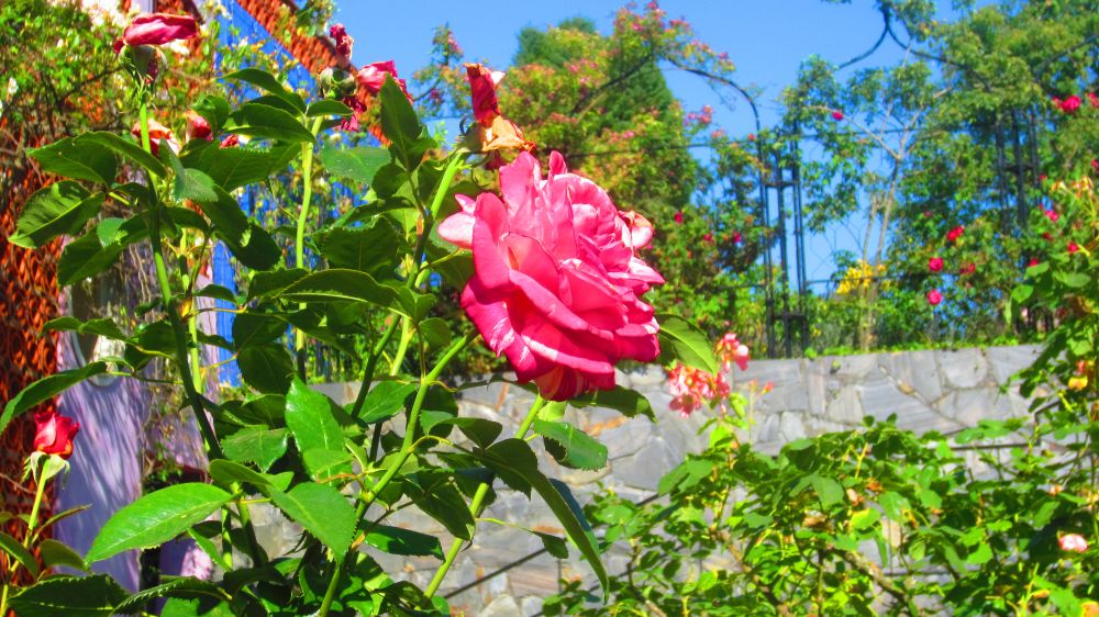Rose