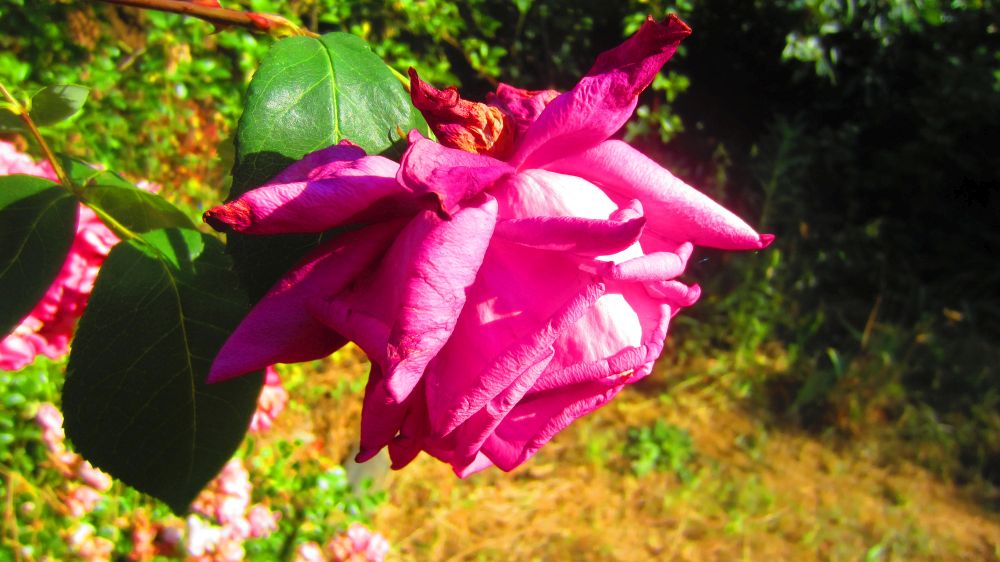 Rose