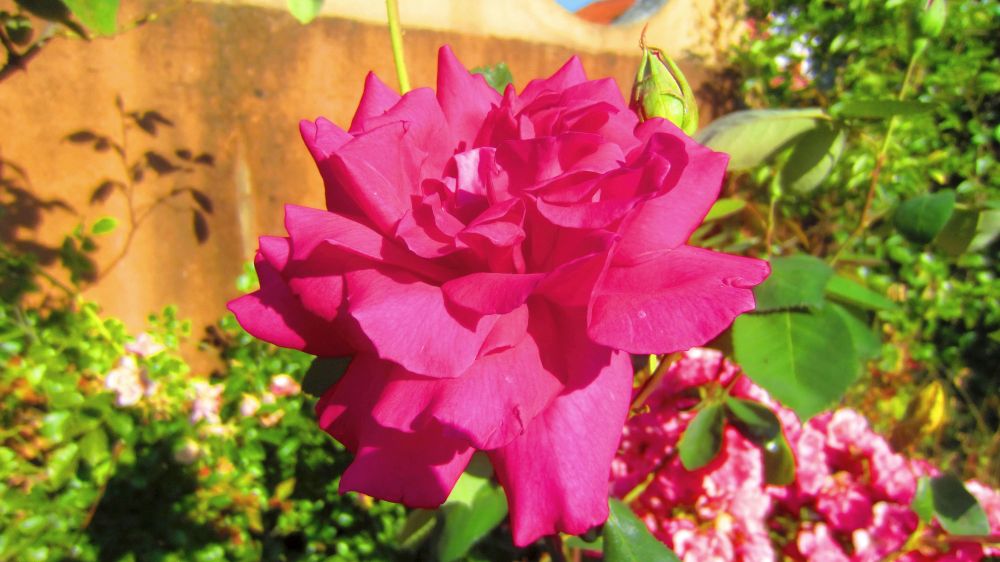 Rose