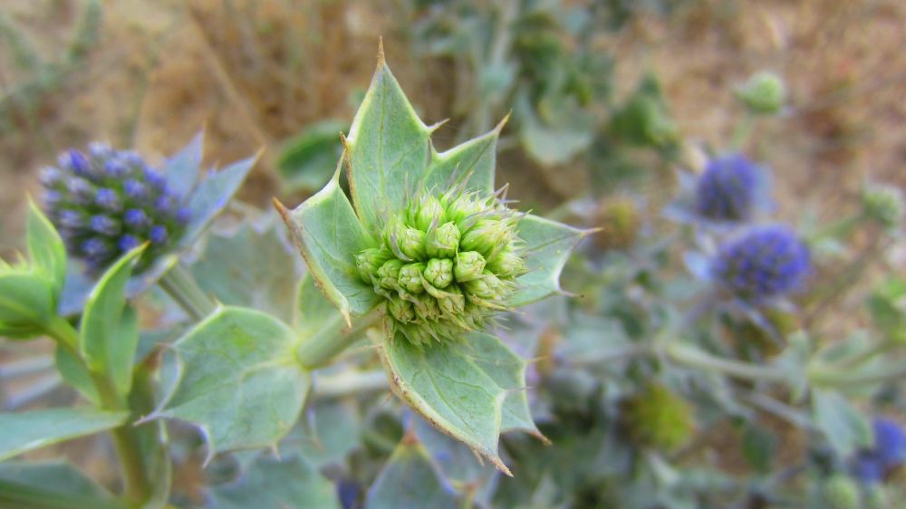 Stranddistel