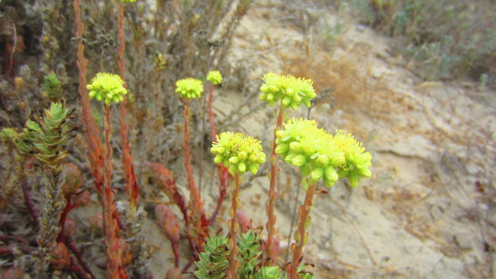 Blumen gelb