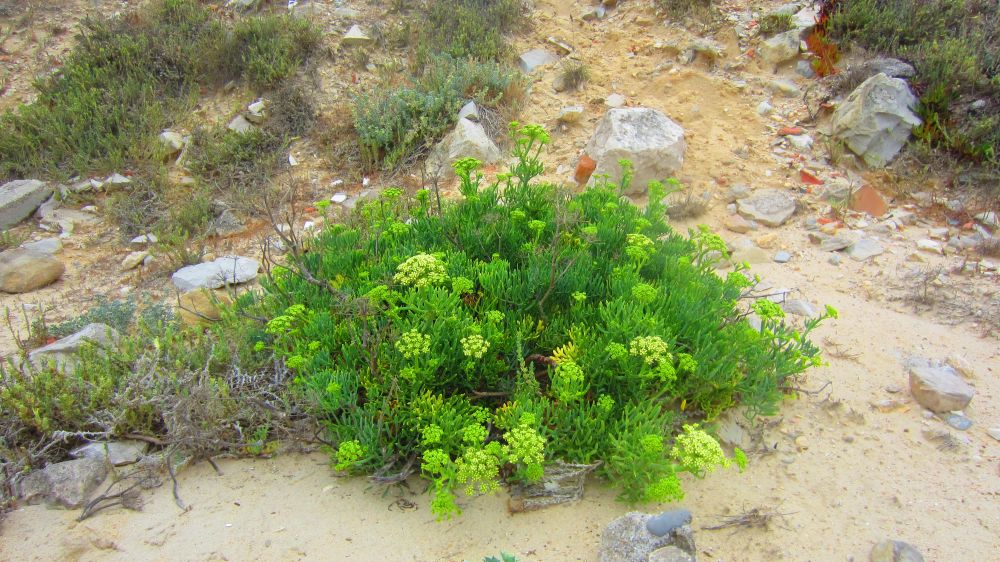 Strandfenchel