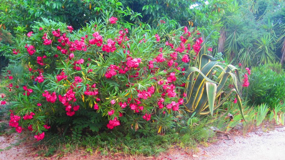 Oleander