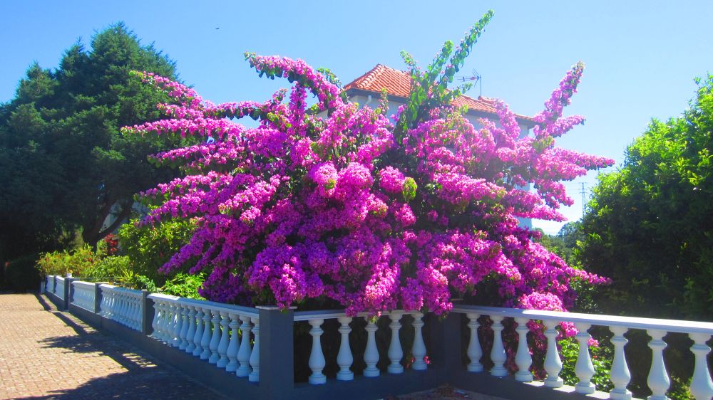 Bougainvillea