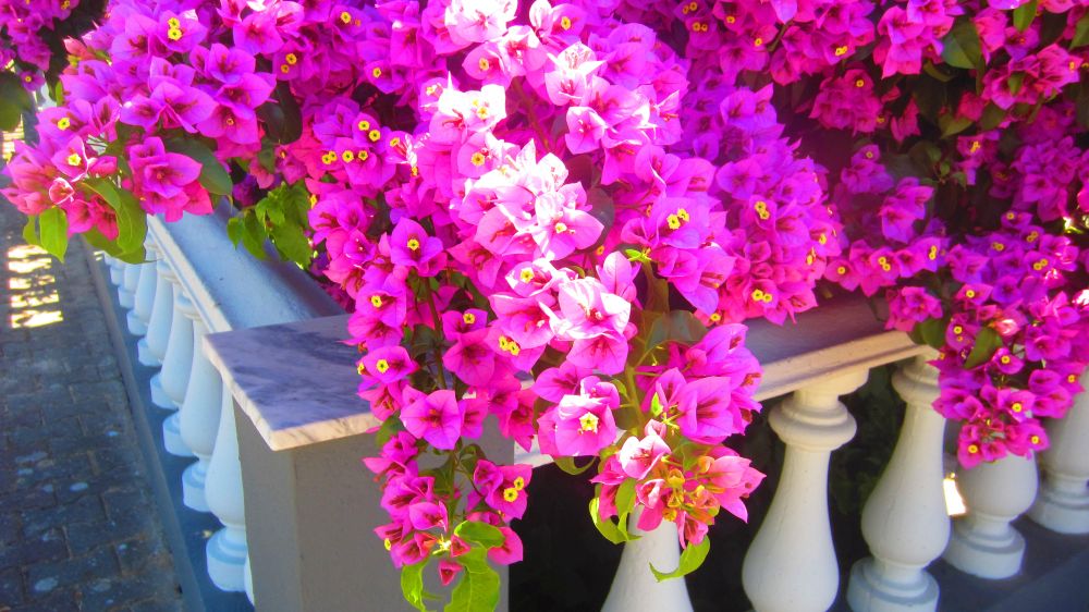 Bougainvillea