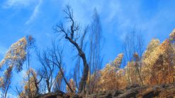 Waldbrand