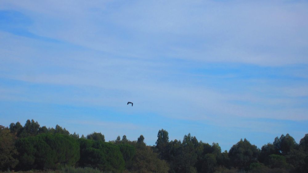 Reiher
