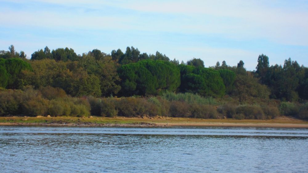 Reiher