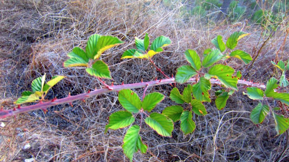 Brombeeren