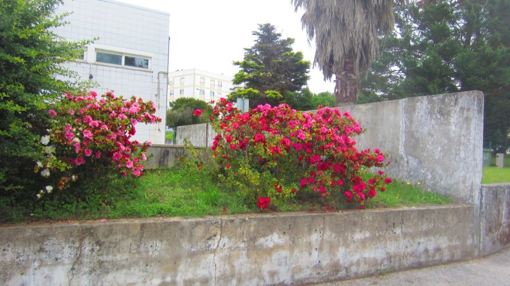 Rhododendron