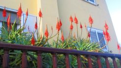 Blumen im Dezember
