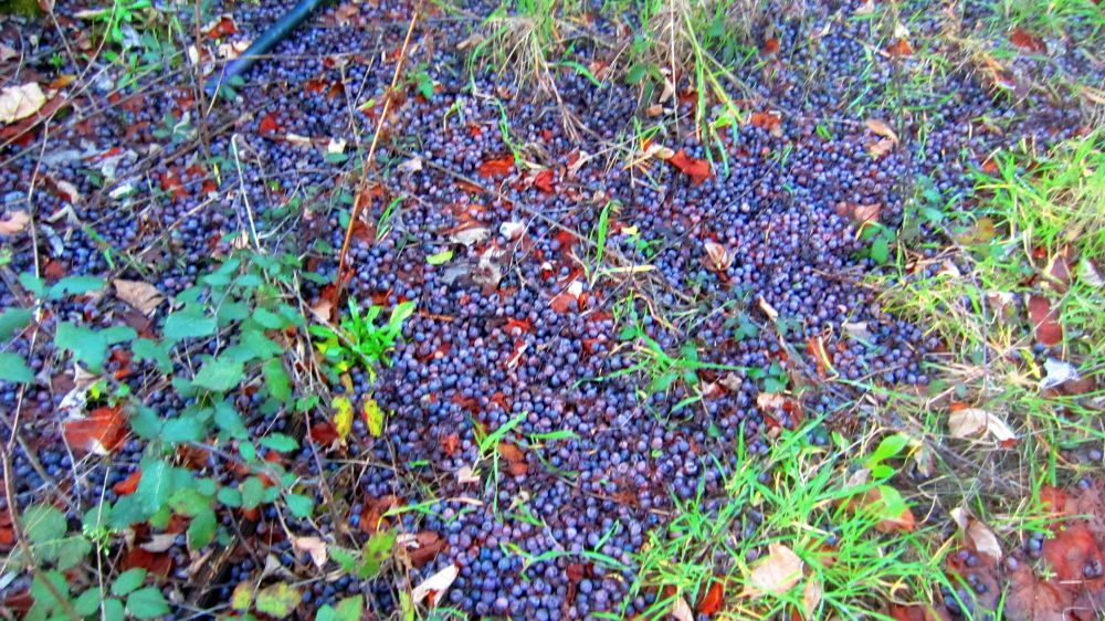 Weintrauben