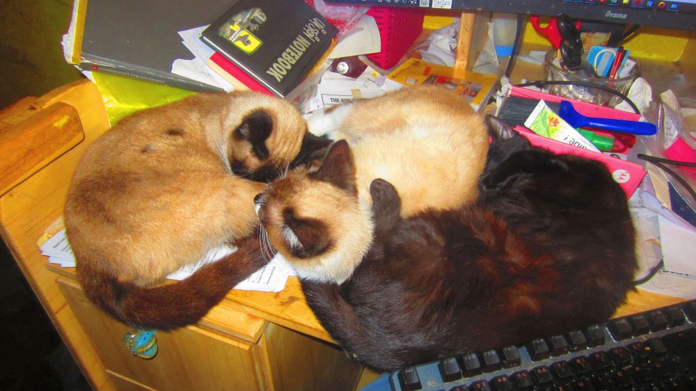 Katzen