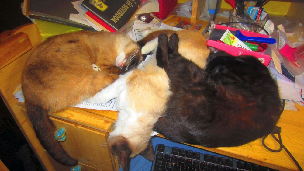 Katzen