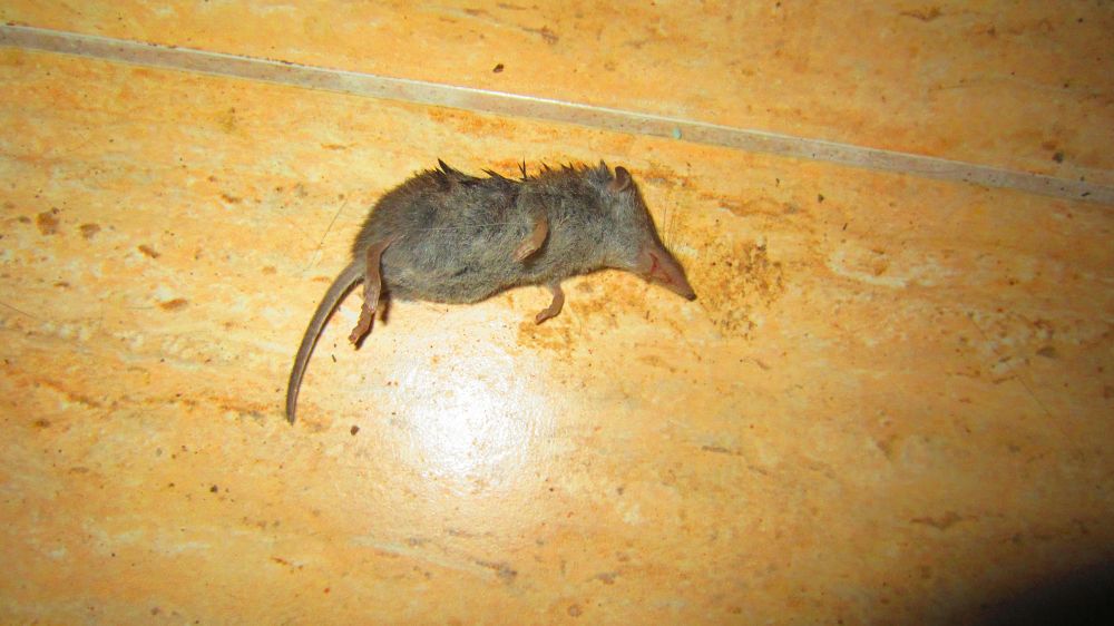 Spitzmaus
