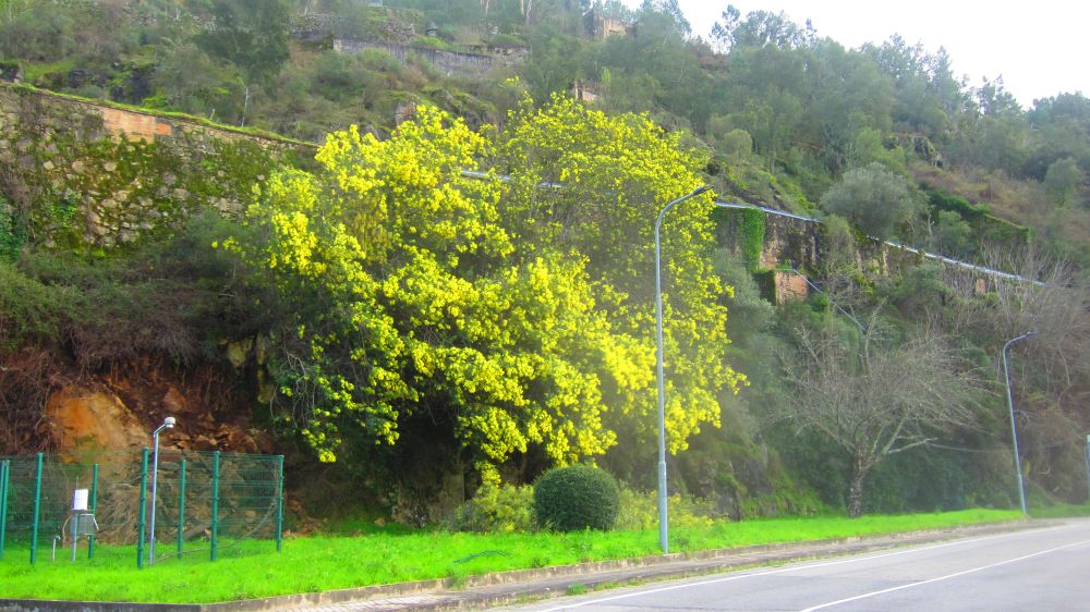 Mimose