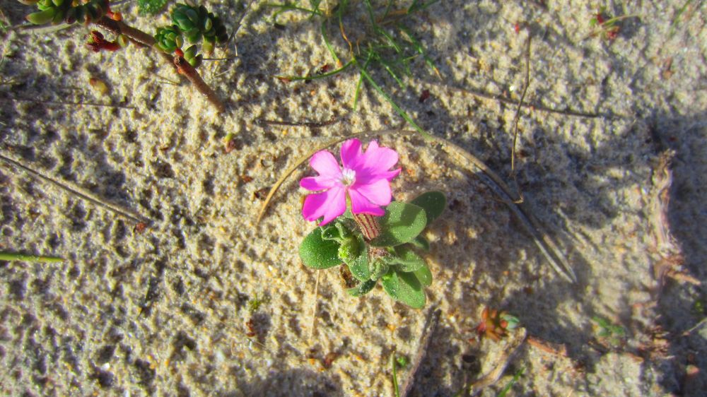 Strandviole